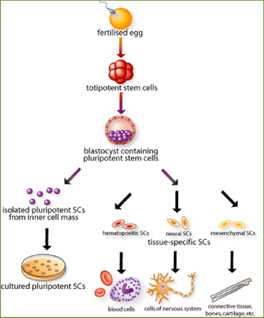 This image depicts the process of stem cell differentiation, illustrating how a single stem cell can develop into various specialized cell types