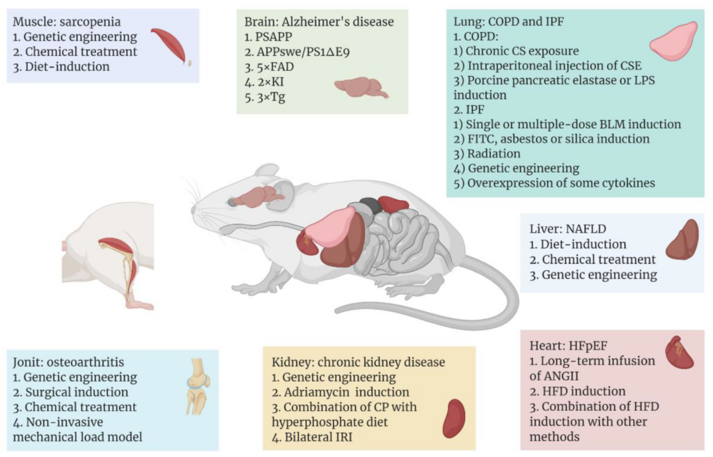 A graphical representation of the reversal of aging in mice through stem cell therapies