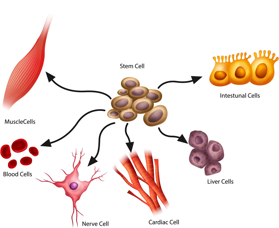 stem cells