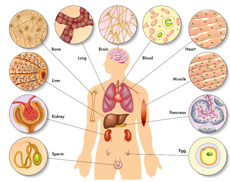 An illustration depicting the versatility of stem cells transforming into various body cells.